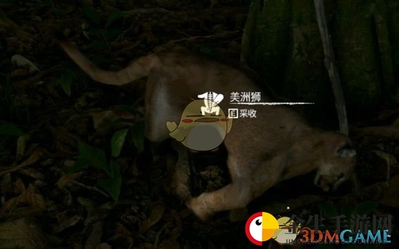 神秘野味大揭秘：美洲狮竟有这些功效